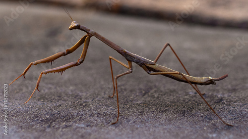 Wallpaper Mural praying mantis on rock Torontodigital.ca