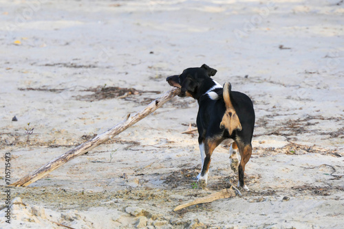 Jack Russell Terrier dog runs holding a stick in its mouth