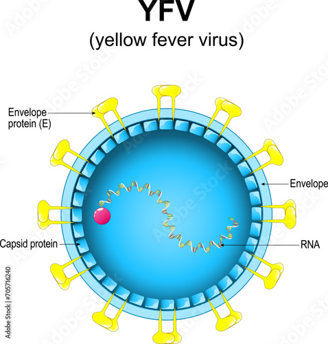 Yellow fever virus structure. Close-up of a Virion anatomy.