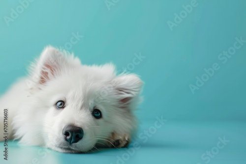 A cute puppy laying down in light blue background © MdImam
