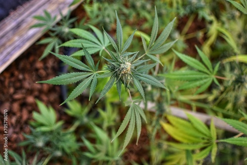 Mature cannabis plant with shoots and leaves, texture of a cannabis plant at an indoor cannabis farm, indoor growing cannabis plant with large cannabis plants