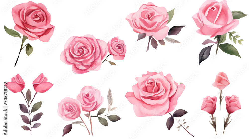 Watercolor elements pink roses on a white background Watercolor elements pink roses on a white background