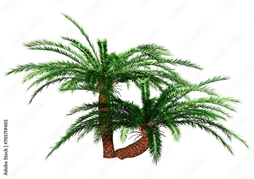 Obraz premium 3D Rendering Encephalartos Woodii Palm Trees on White