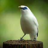 cute and funny bali myna bird on tree log with a vivid,clorfull green background