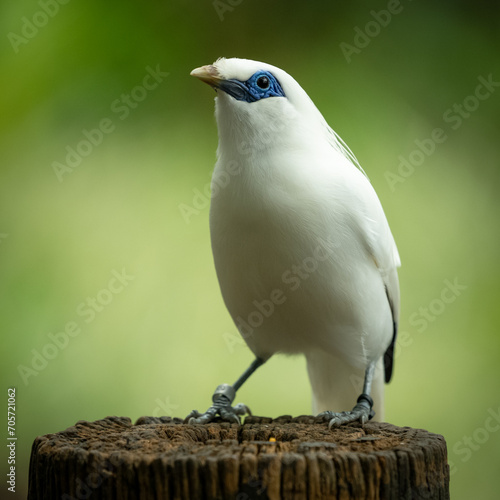 cute and funny bali myna bird on tree log with a vivid,clorfull green background photo
