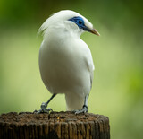 cute and funny bali myna bird on tree log with a vivid,clorfull green background