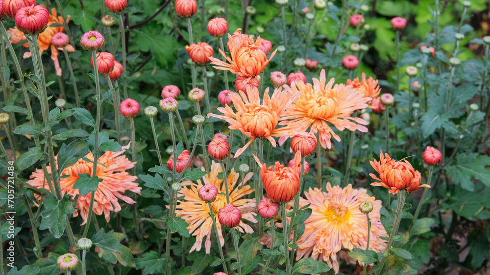 Chrysanthemums grow on a flower bed. Orange floral background. Chrysanthemums and buds in garden. Courtyard for landscape design.