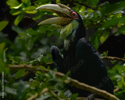 Tropical Hornbill Bird Perched on Tree Branch in Lush Green Forest