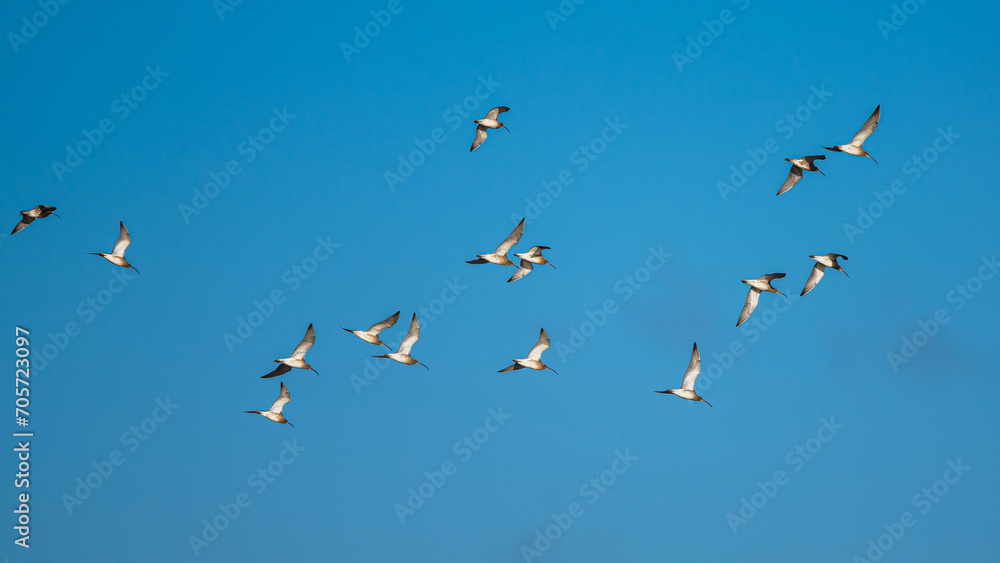 Eurasian Curlew, Numenius arquata, birds in flight at winter on blue sky Eurasian Curlew, Numenius arquata, birds in flight at winter on blue sky