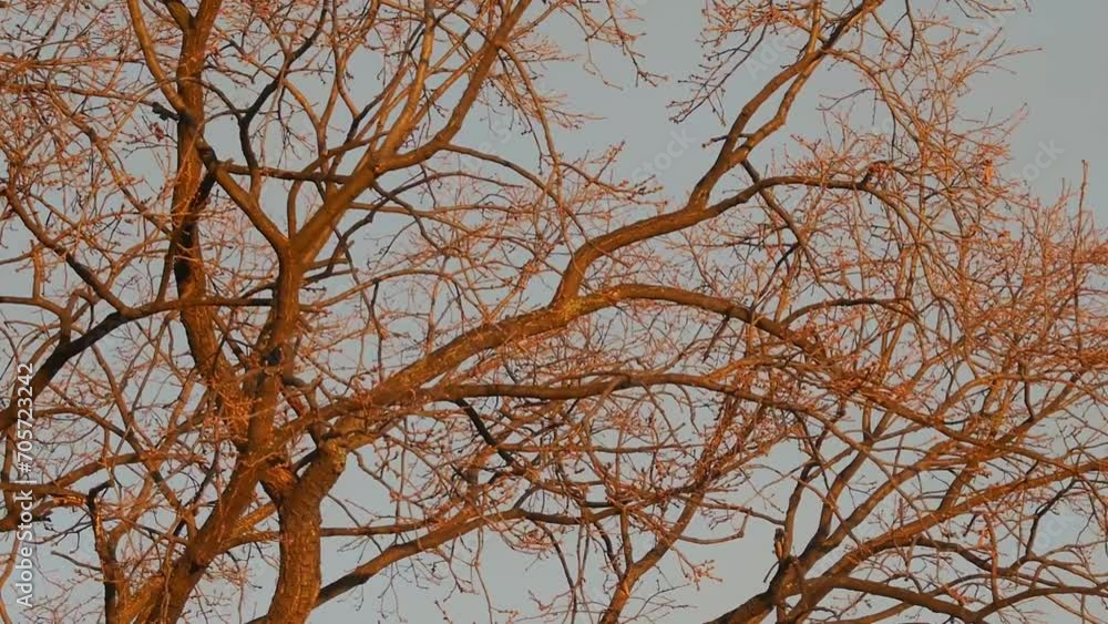 Oak tree without leaves at sunset. Oak tree without leaves at sunset.