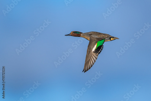 Male of Eurasian Teal, Anas crecca, bird in flight over marshes photo