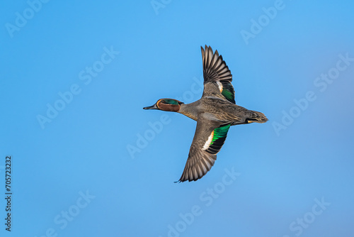 Schilderij op canvas Male of Eurasian Teal, Anas crecca, bird in flight over marshes