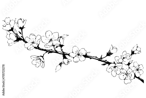 Sakura flower branch border  hand drawn ink sketch. Engraved style vector illustration. #705723278