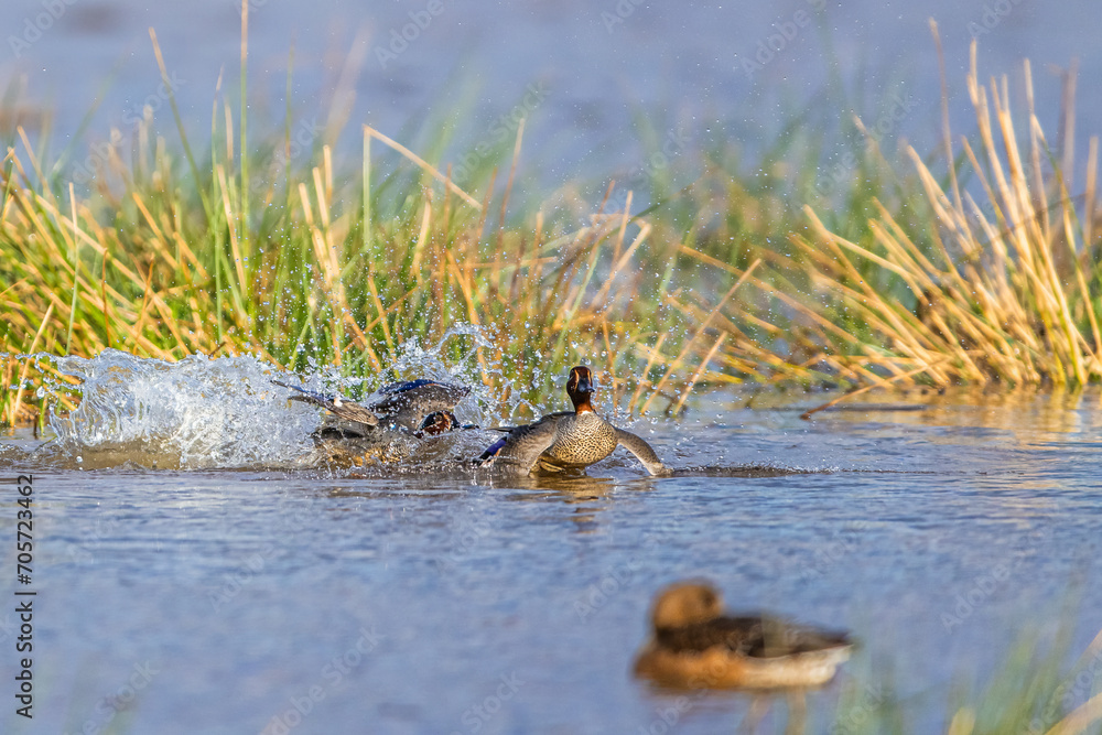 Eurasian Teal, Anas crecca, birds winter on marshes Eurasian Teal, Anas crecca, birds winter on marshes
