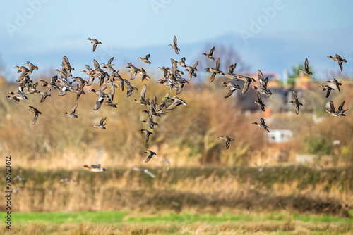 Eurasian Wigeon, Mareca penelope, birds in flight over Marshes © Maciej Olszewski