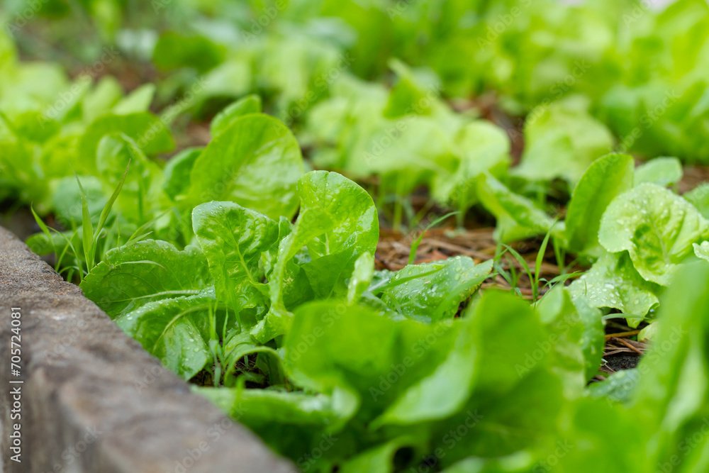 freshness close-up row of lush green vegetables in a thriving garden. homegrown and edible gardening projects concept. freshness close-up row of lush green vegetables in a thriving garden. homegrown and edible gardening projects concept.