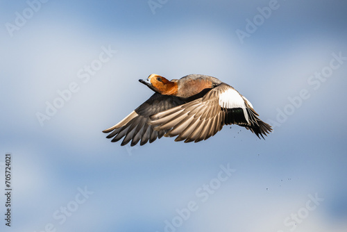Male of Eurasian Wigeon, Mareca penelope, bird in flight over Marshes © Maciej Olszewski