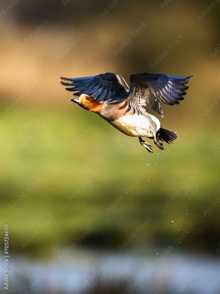 Male of Eurasian Wigeon, Mareca penelope, bird in flight over Marshes Male of Eurasian Wigeon, Mareca penelope, bird in flight over Marshes