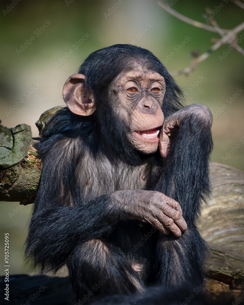 Young chimpanzee sitting in a relaxed pose while looking aside Young chimpanzee sitting in a relaxed pose while looking aside