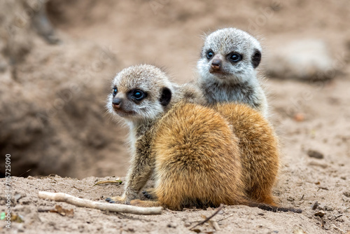 Juvenile meerkats resting in the sandy soil of their natural habitat © Wirestock