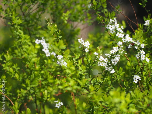 春の花 ユキヤナギ