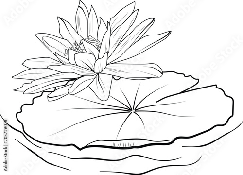 Cute flower coloring pages, waterlily drawing, waterlily line
drawing, Hand drawn botanical spring elements bouquet of lotus line art coloring page, easy flower drawing. waterlily flower art