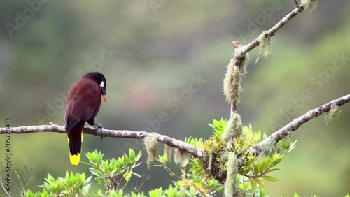 Montezuma Oropendola (Psarocolius montezuma) perched on branch, swings off its perch to start its 180-degree dip,  slowmotion
