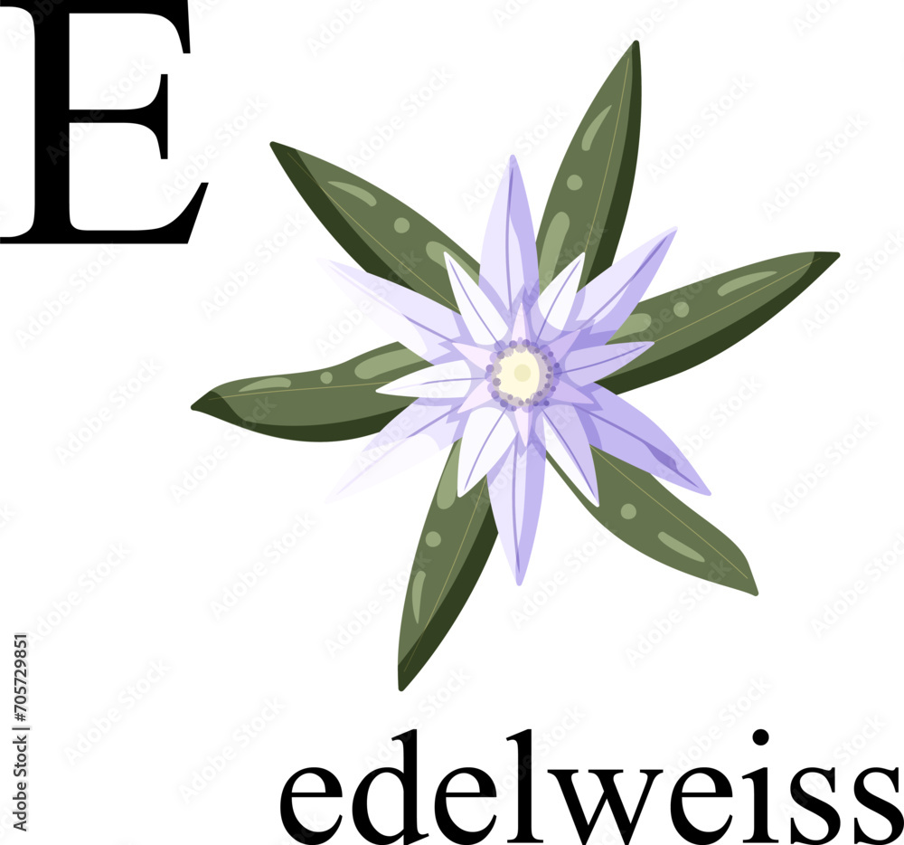 Illustration of the letter E in the plant alphabet. Edelweiss. Element for print, postcard, poster, embroidery, laser cutting. Vector illustration. English alphabet. Illustration of the letter E in the plant alphabet. Edelweiss. Element for print, postcard, poster, embroidery, laser cutting. Vector illustration. English alphabet.