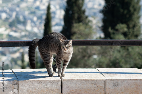 A feral street cat arching its back as a defense mechanism to ward off a threat of danger.
