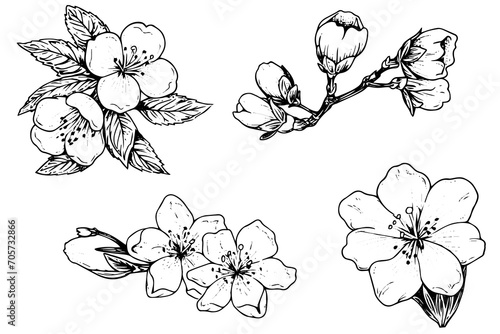 Sakura flower set hand drawn ink sketch. Engraved style vector illustration.