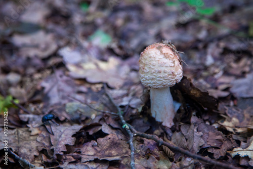 Amanita rubescens, known as blushing amanita in autumn forest..