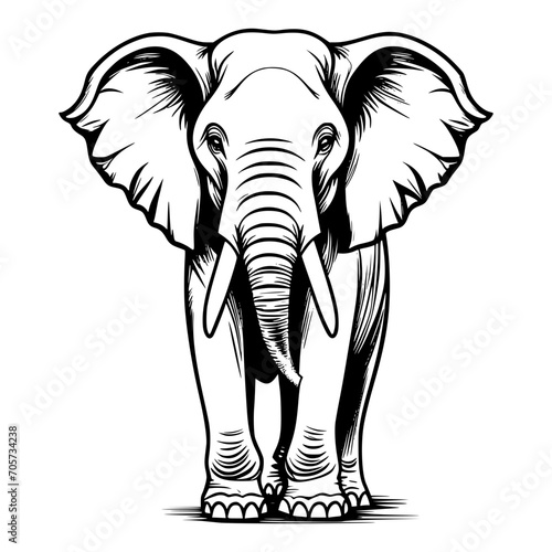 elephant isolated on white background