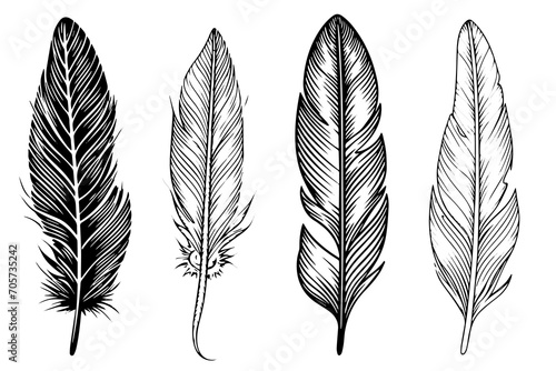 Set of feather engraved in sketch style isolated on white background. Vintage hand drawn ink sketch. photo