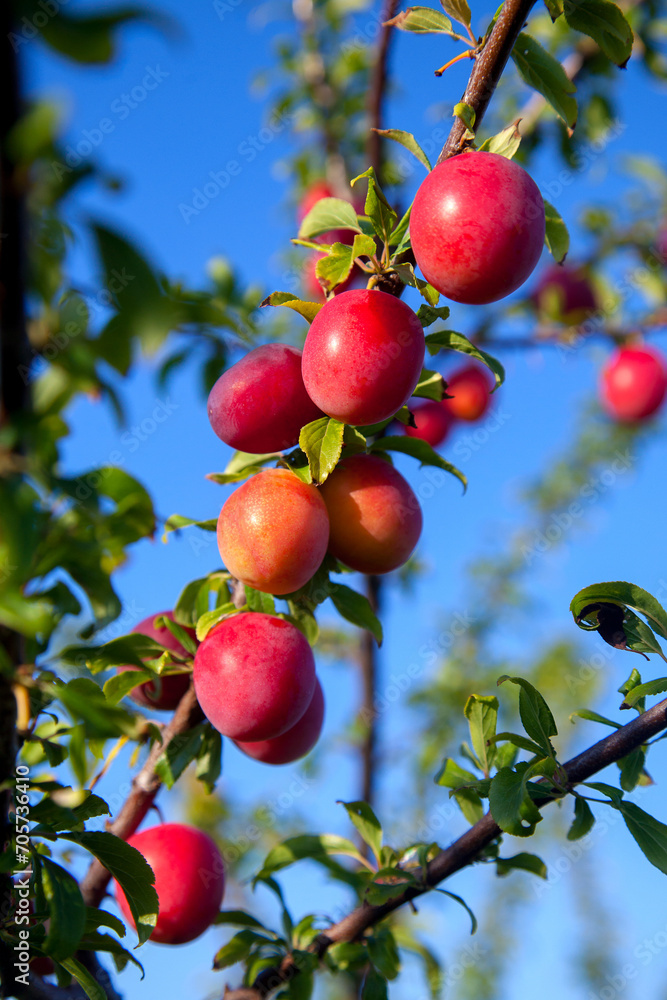 Obraz premium Ripe cherry plum berries in the garden on a tree. Growing cherry plums in a orchard..