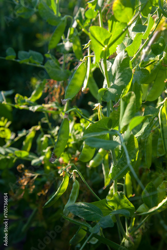 Sugar peas with flowers and pods in the vegetable garden over blurry background..