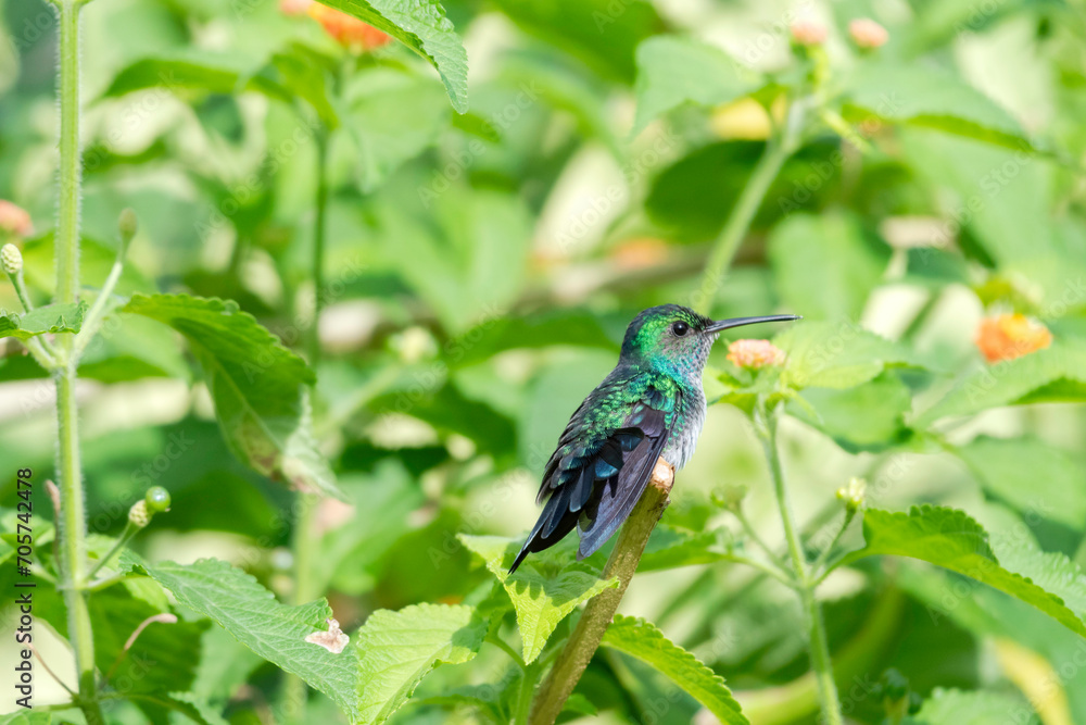 Hummingbird Sucking Blue Orchid In White Hawaiian Shirt HO2175