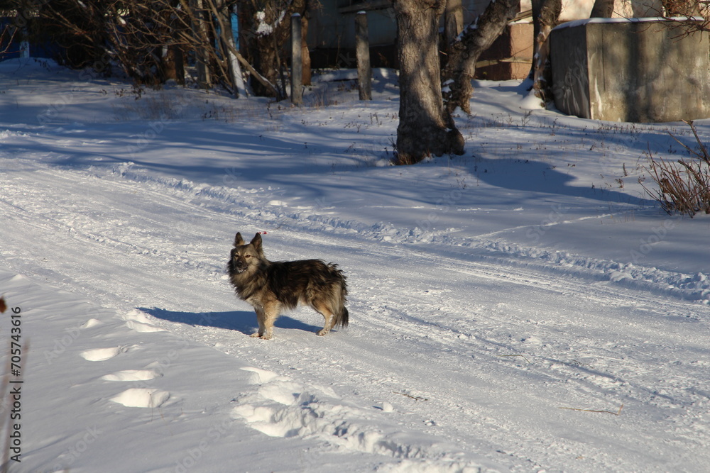 Naklejka premium A fox in the snow