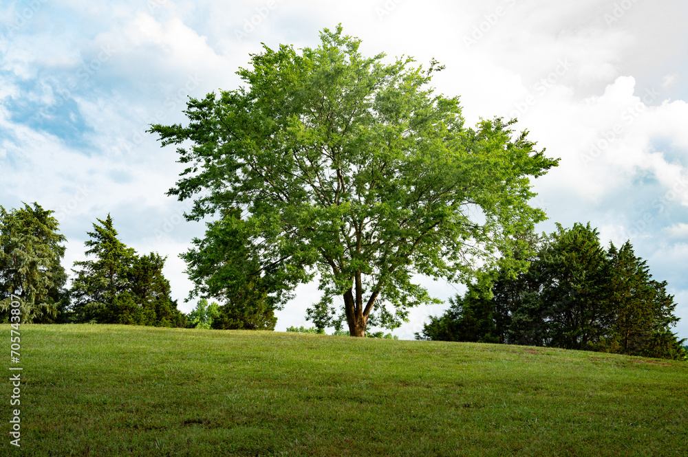 Single oak tree, gracing a hill of vibrant green grass under the expansive blue skies adorned with fluffy clouds. This serene snapshot captures the peaceful essence of a summer day in the countryside. Single oak tree, gracing a hill of vibrant green grass under the expansive blue skies adorned with fluffy clouds. This serene snapshot captures the peaceful essence of a summer day in the countryside.