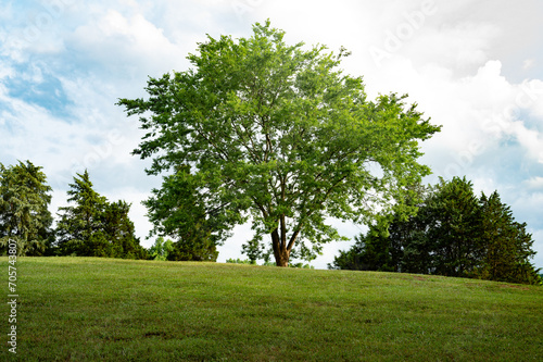 Single oak tree, gracing a hill of vibrant green grass under the expansive blue skies adorned with fluffy clouds. This serene snapshot captures the peaceful essence of a summer day in the countryside.