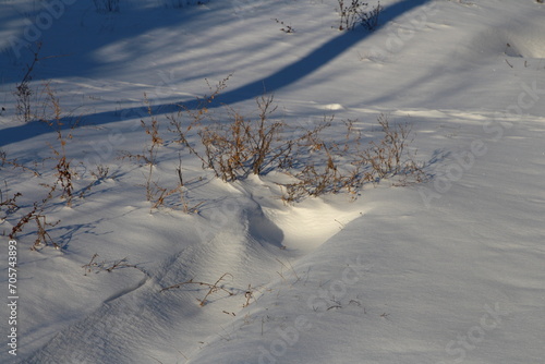 A snowy landscape with a small bush