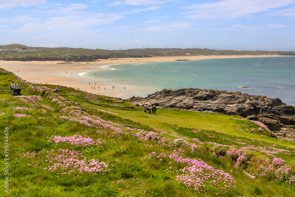 Godrevy Head, Cornwall, UK - Godrevy Head and Godrevy Beach on a sunny spring day, people relaxing amongst the abundance of sea thrift in bloom.