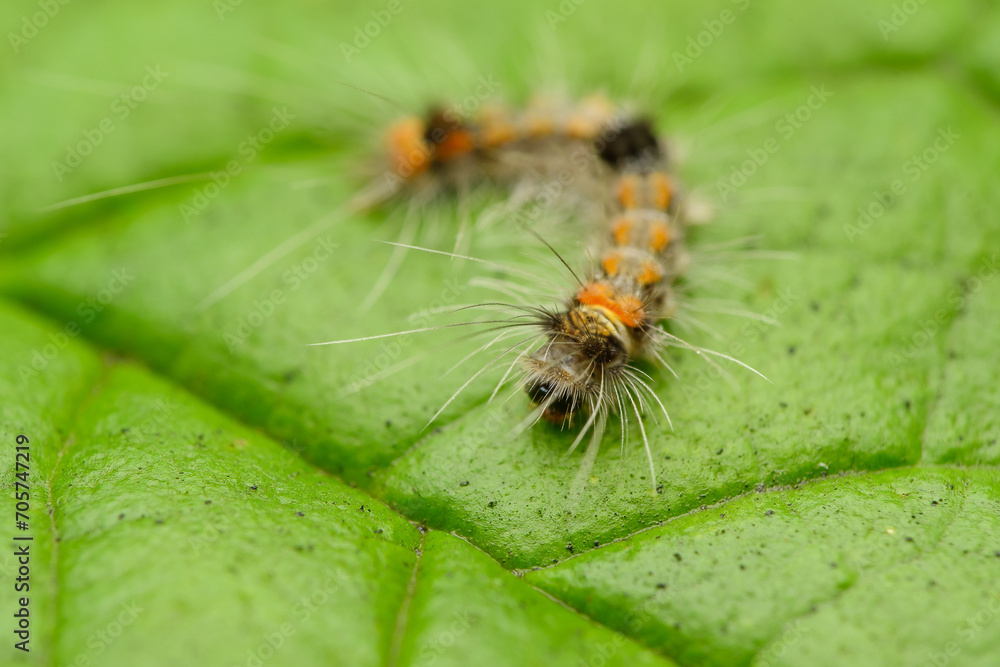 Rusty Tussock Moth Caterpillar, Pune, Maharashtra Rusty Tussock Moth Caterpillar, Pune, Maharashtra