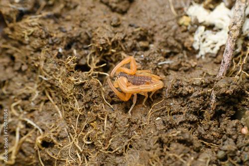 Juvenile Scorpion on Soil, Satara, India © Apurv