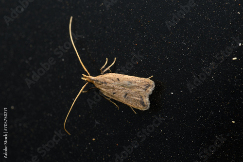 Long-Horned Moths Mating photo
