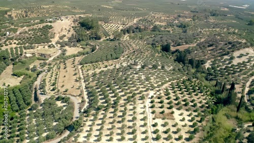 High drone footage of the fields of olive trees near Agios Myronas Village in Crete island, Greece photo