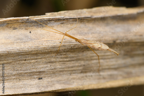 Thread-Legged Bug on Wood, Satara, India