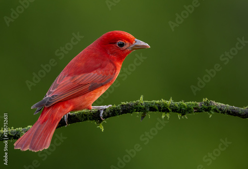 Summer Tanager in Costa Rica 