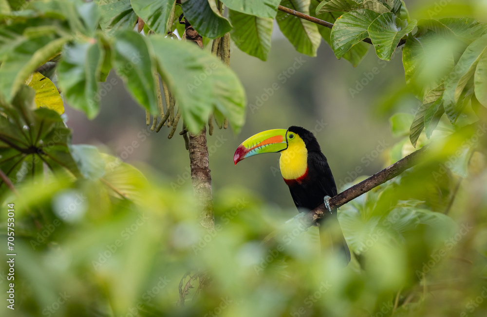 Fototapeta premium Keel-billed toucan in Costa Rica 