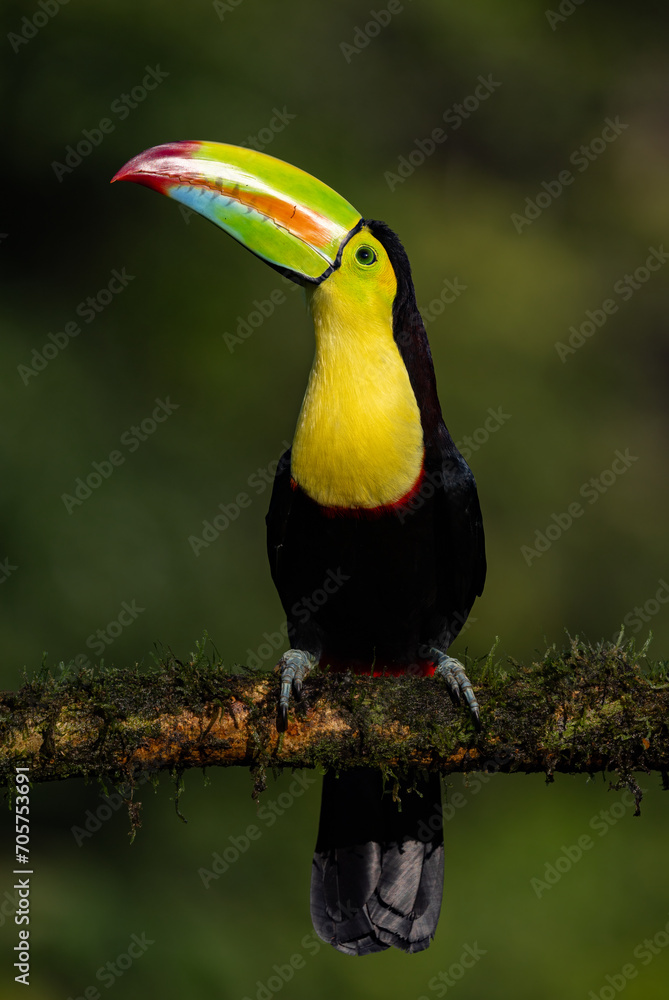 Fototapeta premium Keel-billed toucan in Costa Rica 
