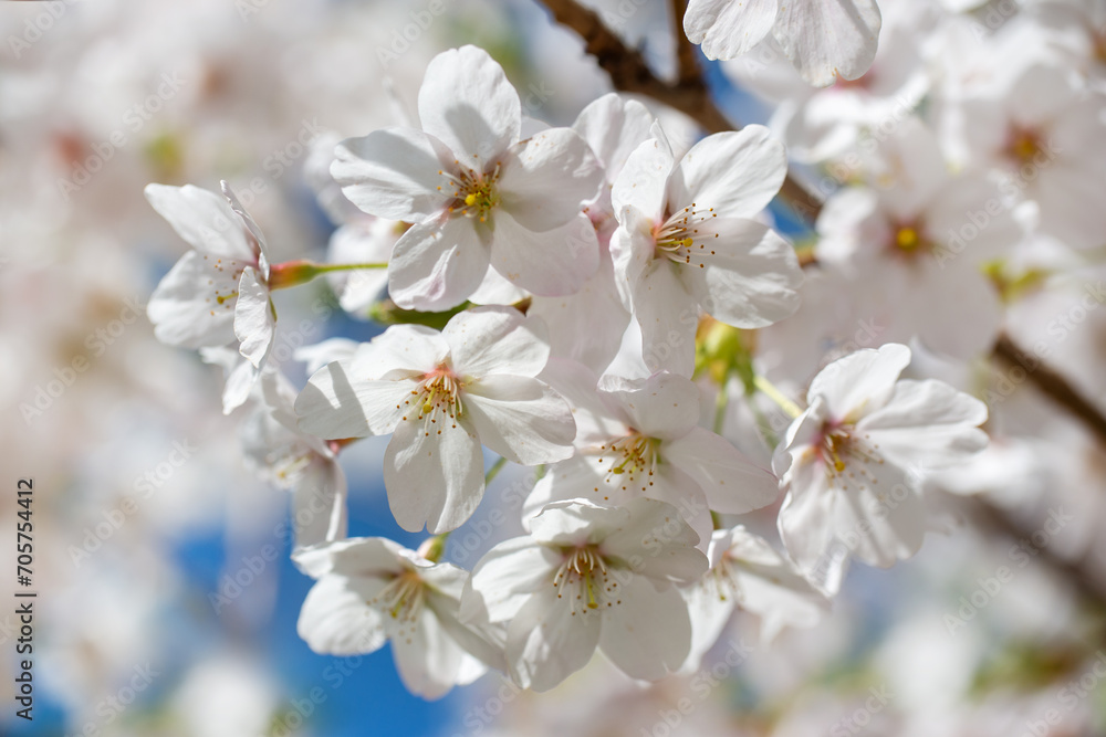 Cherry tree blossom, flower close up, spring background